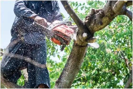 tree services Glenolden